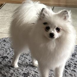 GYPSY - Pomeranian