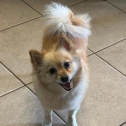 Roxy - Pomeranian