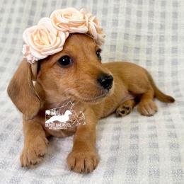 Gretta AKC - Red female Dachshund puppy in South Easton, Massachusetts from Depot Dachsies