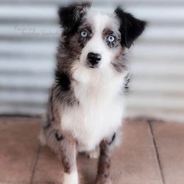 Oakley - Australian Shepherd