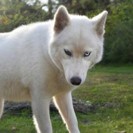 Voodoo - Siberian Husky