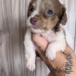 Female Isabella pied - Piebald female Dachshund puppy in Menifee, California from The Weenie Hut Doxies