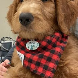 Goldendoodle Puppies from Rustic Road Doodles