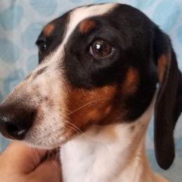 Sutra - Dachshund