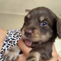 Mocha - Chocolate and cream female Dachshund puppy in Fort Worth, Texas from Lone Star Dachshunds