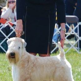 Soft Coated Wheaten Terriers from Saddlebrook Wheatens