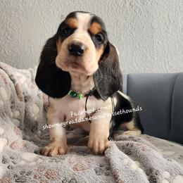 Green collar - Black white and brown male Basset Hound puppy in Alton, Illinois from Show Me Great Danes and Basset Hounds