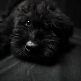Boy 3 - Green Collar - Black male Giant Schnauzer puppy in St George, Utah from Schnauzer Ranch