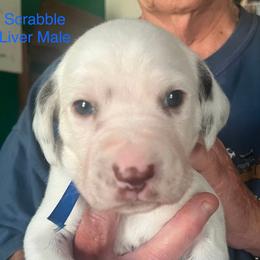 Scrabble - White and liver brown male Dalmatian puppy in New Jersey from Prestige Dalmatians