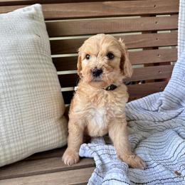 Pretzel - Apricot female Goldendoodle puppy in Montgomery, Texas from Dacus Doodles