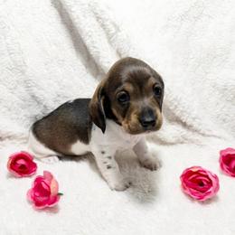 Lola - Piebald female Dachshund puppy in Palestine, Texas from Oak tree Dachshunds