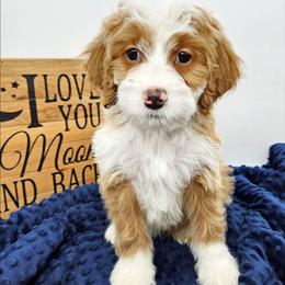 Cinnamon - Red female Bernedoodle puppy in Granton, Wisconsin from Rose River Farms