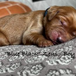 Zeus - Dark golden male Golden Retriever puppy in Weston, Missouri from Love is Golden