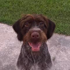 Wirehaired Pointing Griffon All Grown Up from Maine Backwoods Kennel