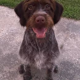 Wirehaired Pointing Griffon All Grown Up from Maine Backwoods Kennel