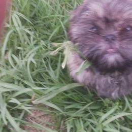 Shih Tzu Puppies from Peterson Shih Tzus