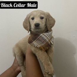 Bernedoodle and Goldendoodle Puppies from Lyon and Luna Goldendoodles Bernedoodles