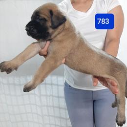 AKC PUP 783 - Fawn male Mastiff puppy in Ava, Missouri from Ozark Mountain Mastiffs