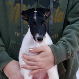 Smooth Fox Terrier puppies from Misty Hollow