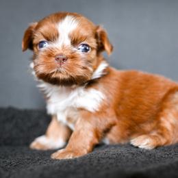 Stella - Liver and white female Shih Tzu puppy in Montrose, Colorado from Nana's Happy Pups