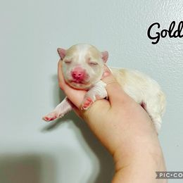 Maltese, Maltipoo, Poodle, and Yorkshire Terrier Puppies from Paw Perfect Pets