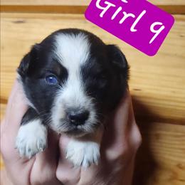 Girl 9 - Black tri female Miniature Australian Shepherd puppy in Hampton, Tennessee from TC Farms Stock Dogs - Miniature Australian Shepherds
