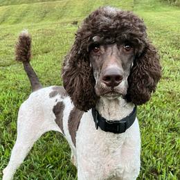 Chloe - Poodle