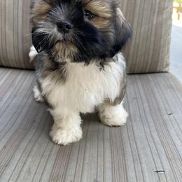 Shih Tzu Puppies from Free Range Shih Tzus