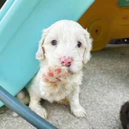 Lorretta blue eyes - Caramel ice female Australian Labradoodle puppy in Wamego, Kansas from Doodles of Oz