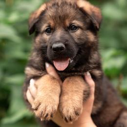 Ramsey - Sable male German Shepherd puppy in Berwick, Maine from Vom Rindahaus Shepherds
