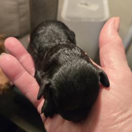 Girl 3 - Black female Poodle puppy in Lucedale, Mississippi from Simply Poodle
