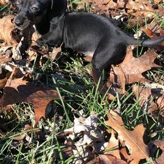 Dachshunds from christy` chandler