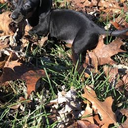 Dachshunds from christy` chandler