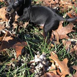 Dachshunds from christy` chandler
