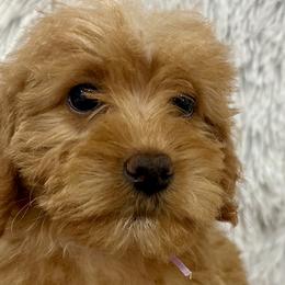 Girl 1 - Caramel Australian Labradoodle puppy in Peoria, Arizona from Kalolabradoodles