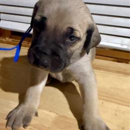 Blue - Yellow male Black Mouth Cur puppy in Warsaw, Missouri from Heritage Cow Dogs
