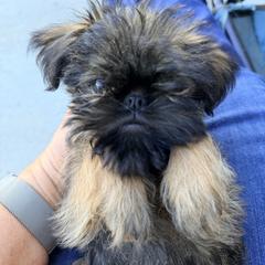 Toffee - Levi - Belge male Brussels Griffon puppy in Yucaipa, California from Griffs & Giggles Ranch - The Cortez Family
