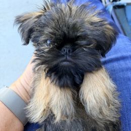 Toffee - Levi - Belge male Brussels Griffon puppy in Yucaipa, California from Griffs & Giggles Ranch - The Cortez Family