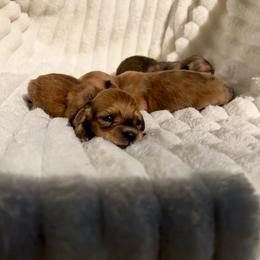 Brianna AKC - Cream female Dachshund puppy in Magnolia, Texas from J&R Macias Dachshunds