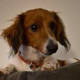 Kingston - Dachshund