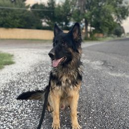 Maui - German Shepherd