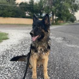 Maui - German Shepherd