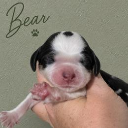 Bear - Tri-Roan male English Springer Spaniel puppy in Fort White, Florida from Thunderbird Springers