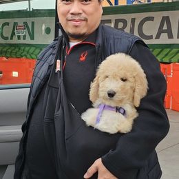 Poodle Puppies from Snow Poodle Standards