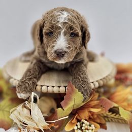 Blue boy - Goldendoodle puppy from Sweet Georgia Doodles