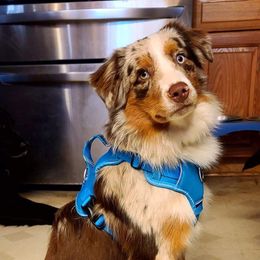 Asher - Miniature Australian Shepherd