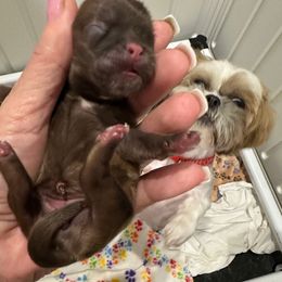 Mazie - Black and tan female Shih Tzu puppy in Mineola, Texas from RL Phillips Shihtzus