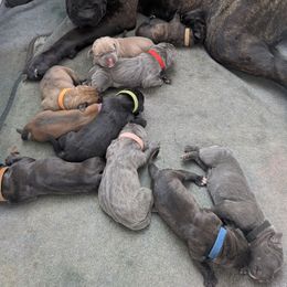 Blue collar - Black brindle male Cane Corso puppy in Franktown, Colorado from Earth and Ship Cane Corso