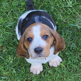 Basset Hounds from The Walls Hounds With Heart