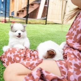 Skylar - Silver and white male Pomsky puppy in Spring City, Pennsylvania from Pomsky Power Puppies